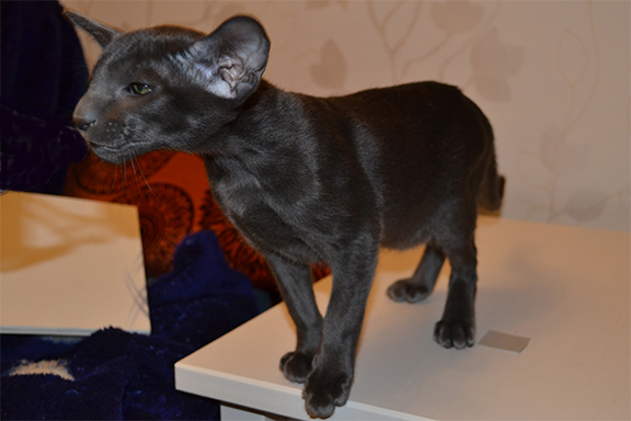 ������������ �������. ������.