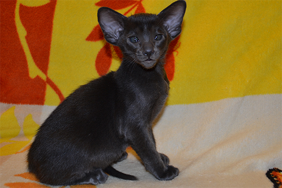 ������������ �������