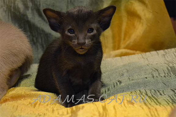 ��������� ������������ ������� � �����