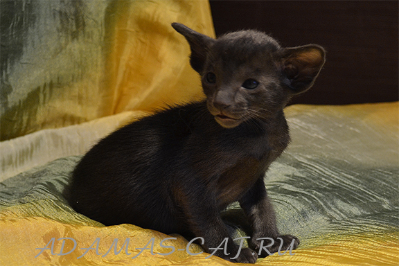 ��������� ������� ������������ ������