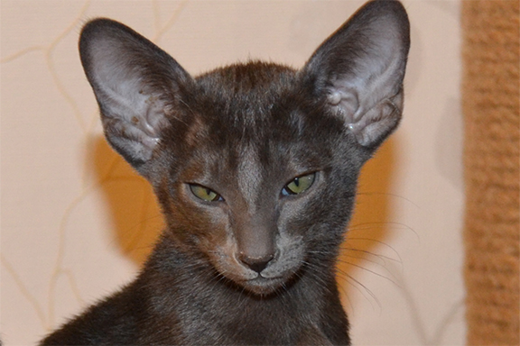 ������� ��������� ������ ������������ ������