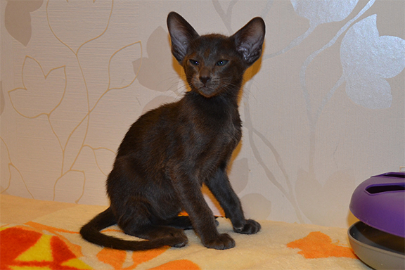 ���������� ���������� ������������� �������