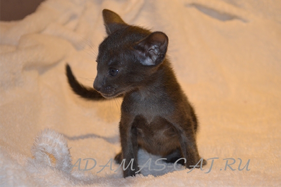 ���� ���������