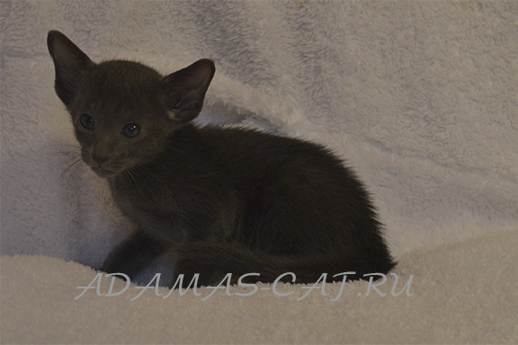 ������� ������������ �������