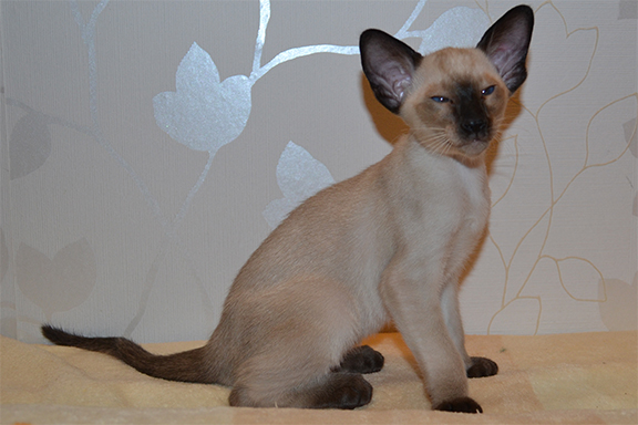 ������� ����