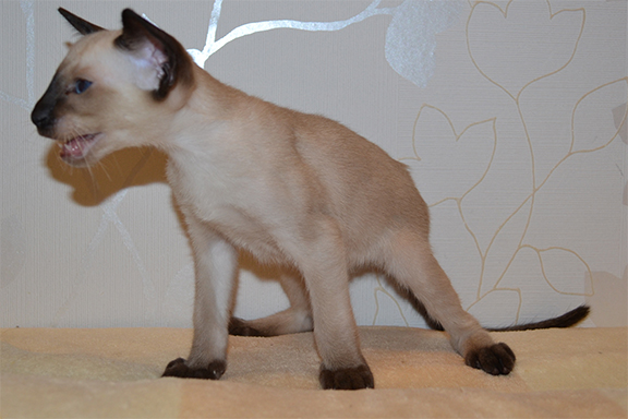 �������� �������