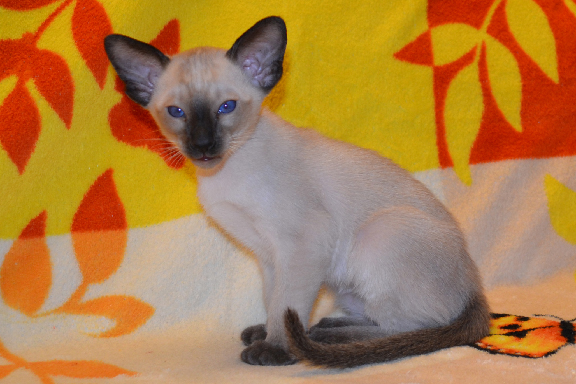 �������� ������� ������ ���-�����