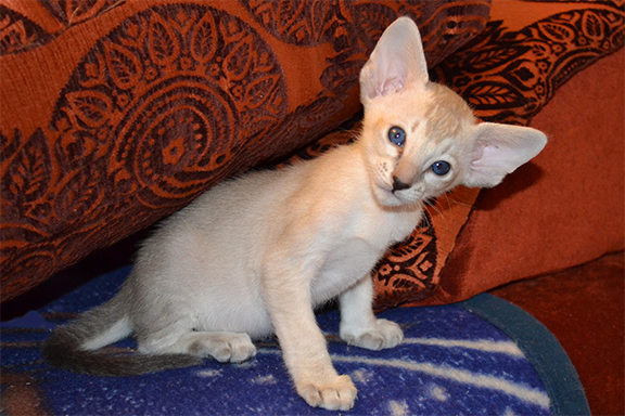 �������� ������� �������