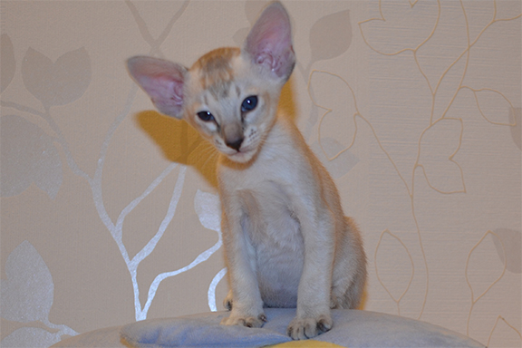 ��������� �������� �������