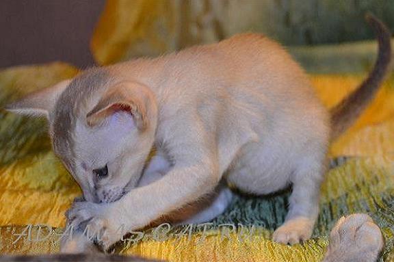 �������� �������� �������