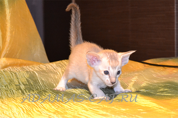 �������� ������� �������� ������