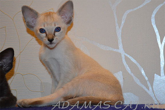 ������� ������� �������� ������