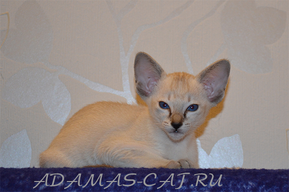 ���������� ��������� �������