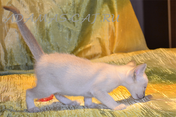 �������� �������� �������