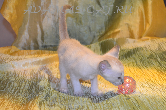 ���� �������� ������