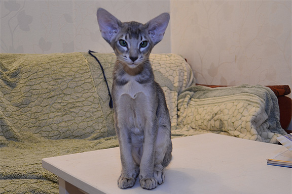 ������������ ������� Adamas Cheshir Cat