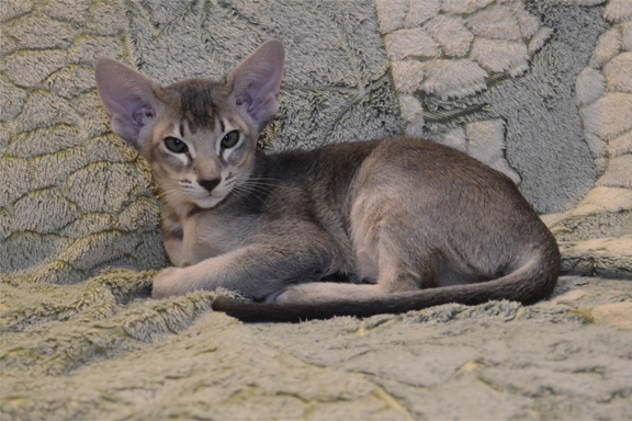 ��������� ������������ �������. ����.