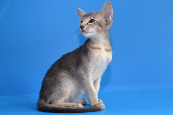 ������������ �������