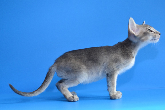 ��������� ������������ ������� �� ��������� Adamas