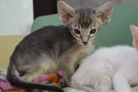 �������� Adamas Cheshir Cat