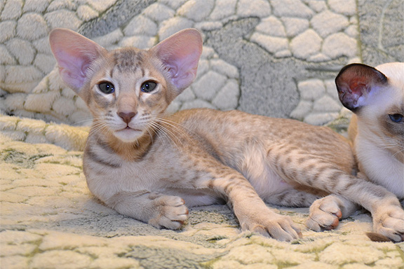 ������������ ������� Adamas Chester