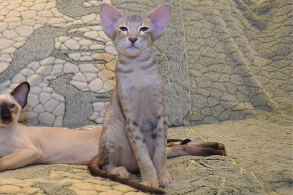 ��������� ������������ �������. ����.