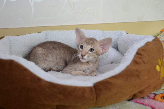 ������������ �������