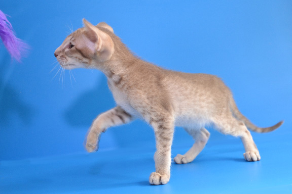 ��������� ������������ ������� �� ��������� Adamas