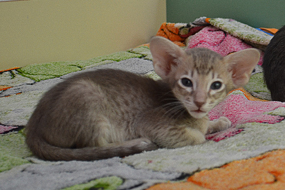 �������� Adamas Chester