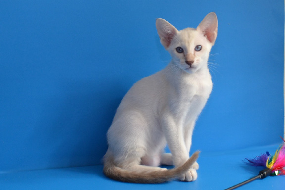 ������������ ������� Adamas  California