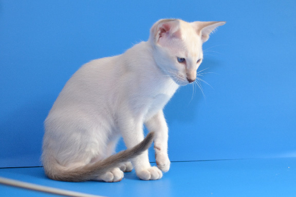 ��������� ������������ �������. ����.