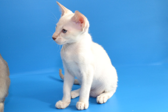 ������������ �������