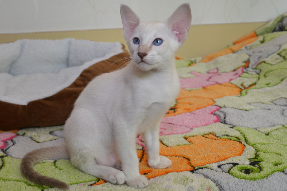 ��������� ������������ ������� �� ��������� Adamas