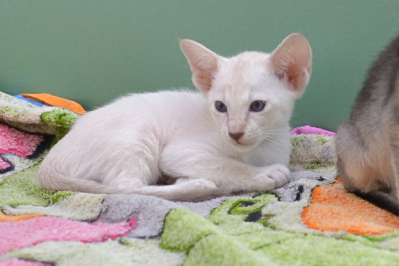 �������� Adamas California