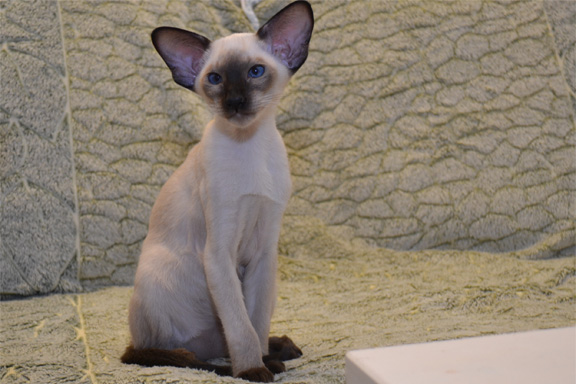 ������������ ������� Adamas  Costa Rica