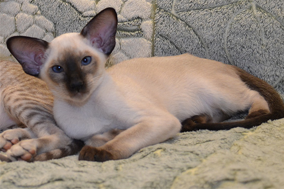 ��������� ������������ �������. ����.