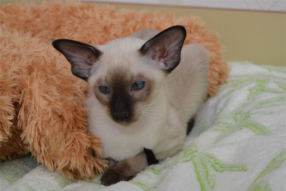 ������������ �������