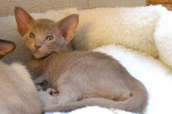 ������������ ������� Adamas  Casablanca