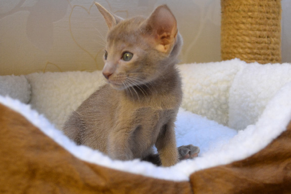 ��������� ������������ �������. ����.