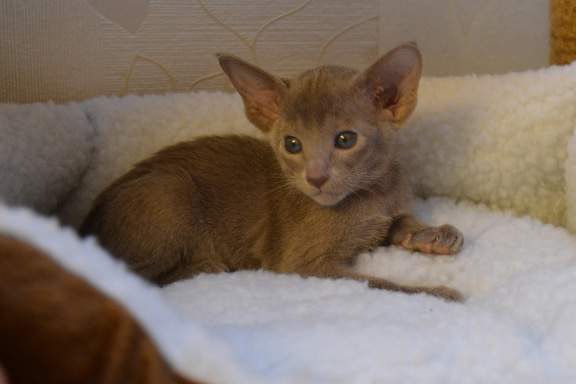 ������������ �������