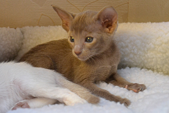 ��������� ������������ ������� �� ��������� Adamas