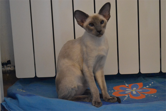 �������� ������� Adamas Europa