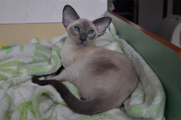 ����������� �������� �������. ����.