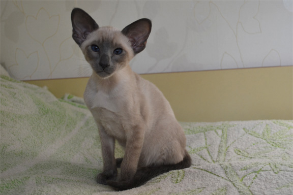 �������� ������� �������� ������