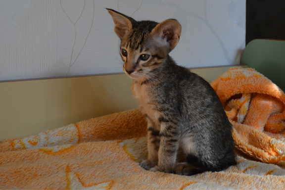 ������������ ������� Adamas Edmond