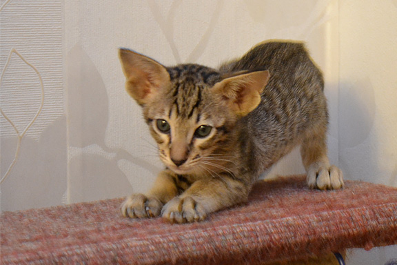 ������������ �������. 