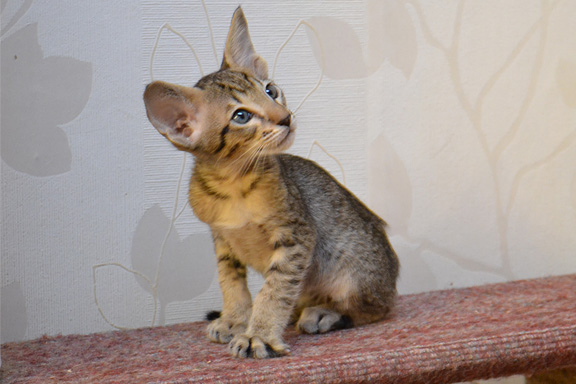 ������������ �������