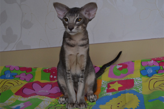 ������������ ������� �damas Empire