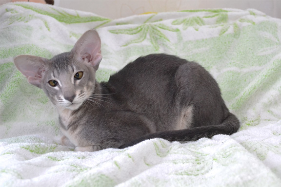 ������������ �������.