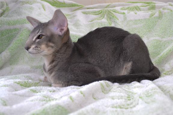 ������������ ������� ������������ �������